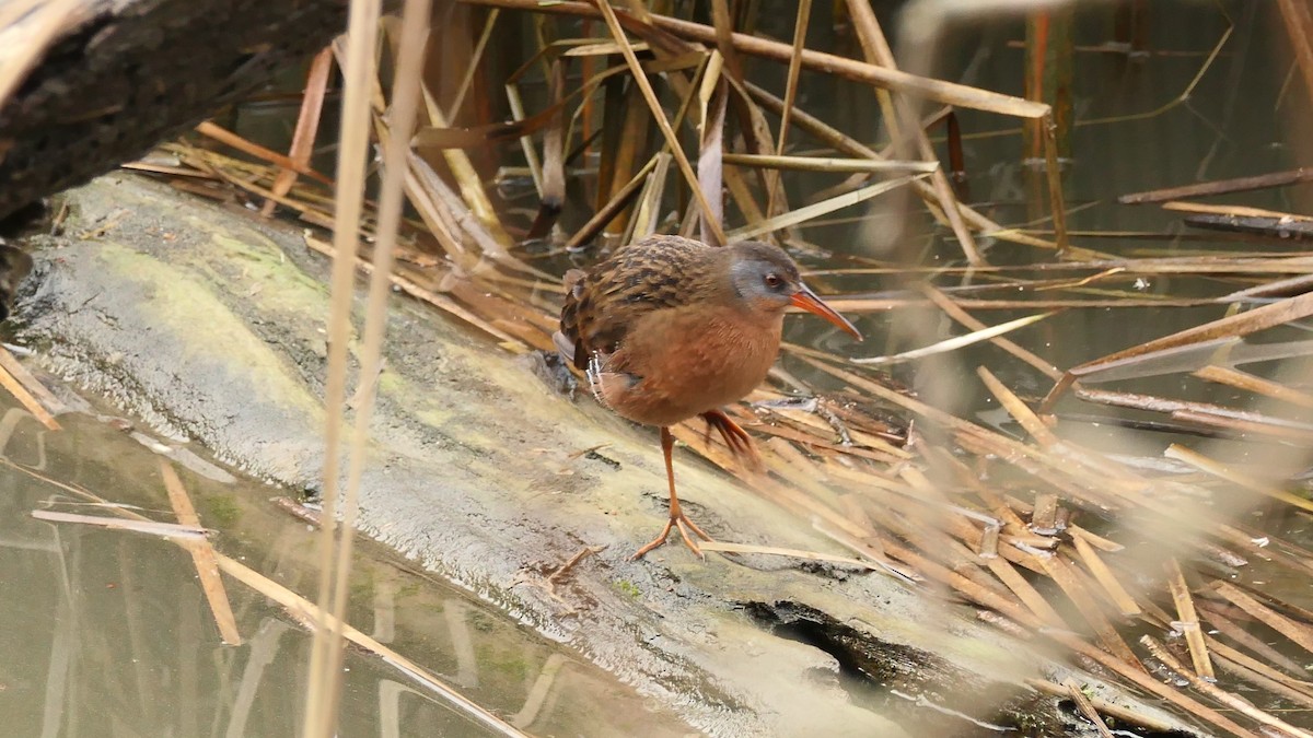Virginia Rail - ML647240327