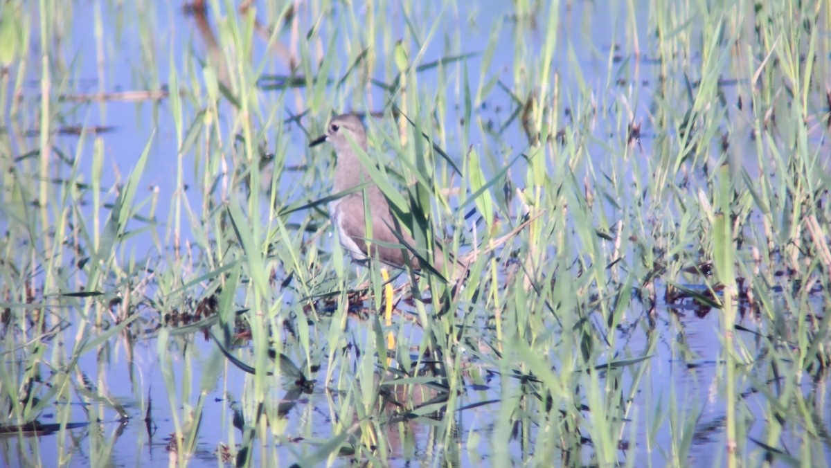 Ak Kuyruklu Kızkuşu - ML647240369