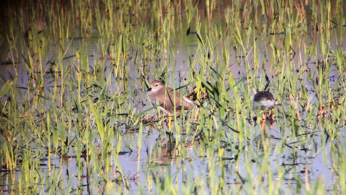 Ak Kuyruklu Kızkuşu - ML647240370