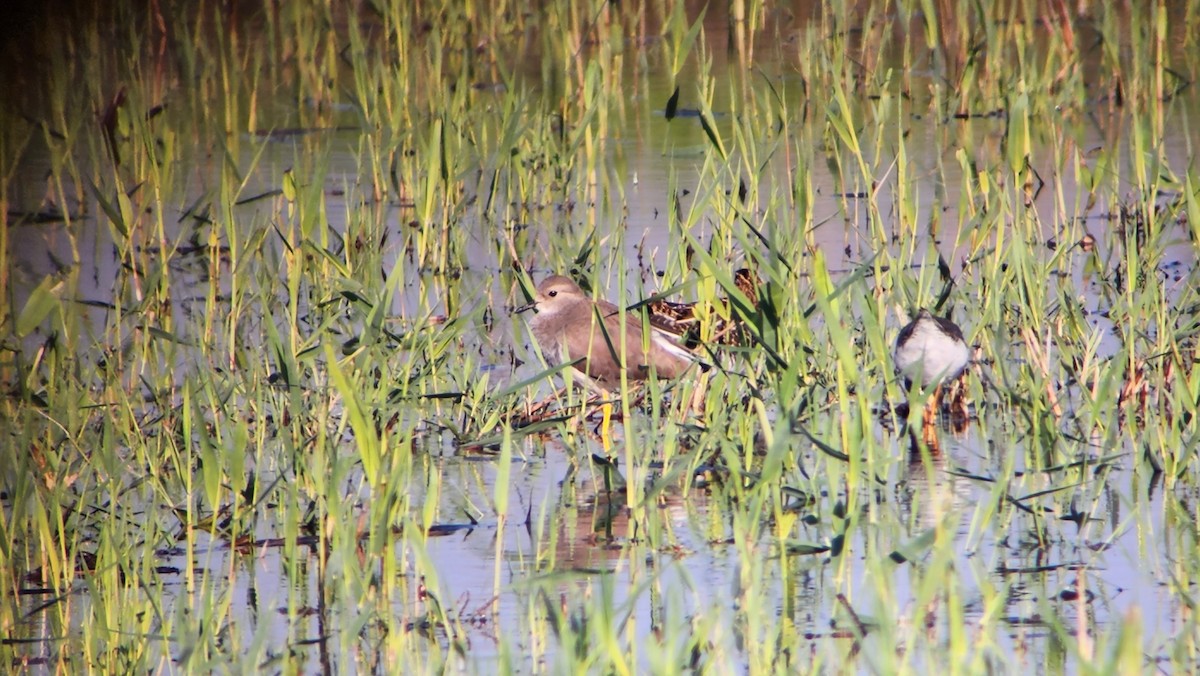 Ak Kuyruklu Kızkuşu - ML647240372