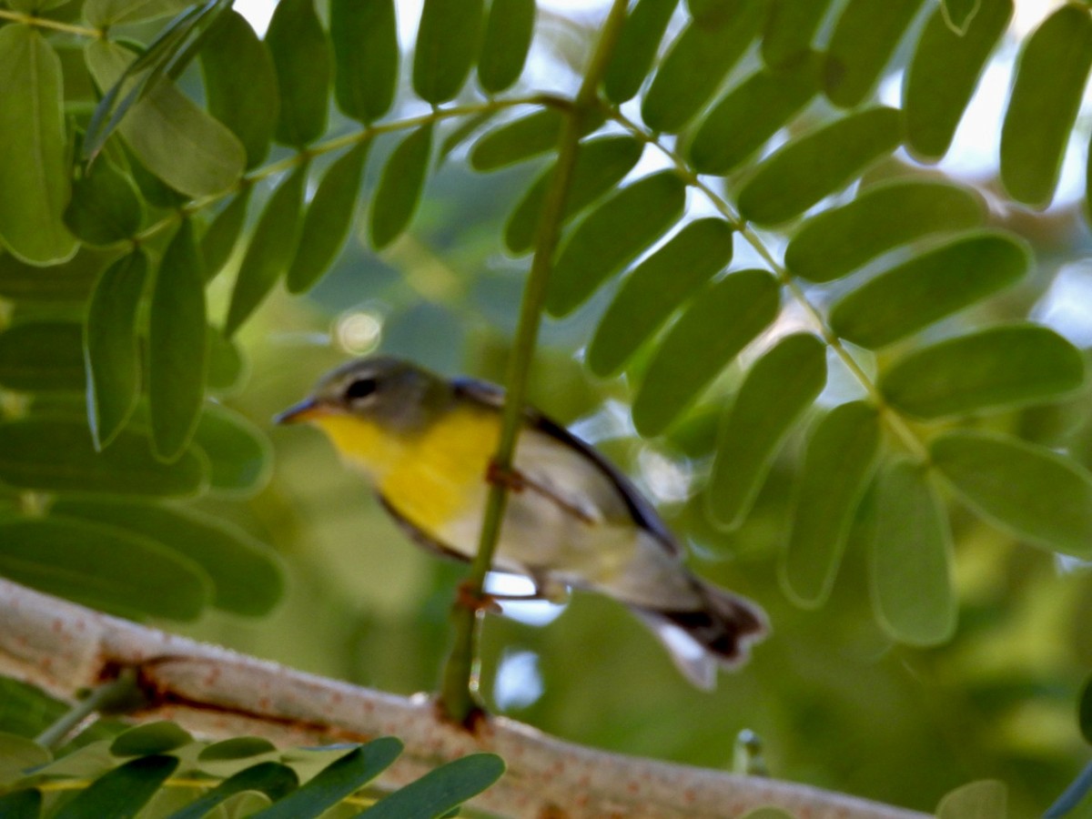 Northern Parula - ML647240386