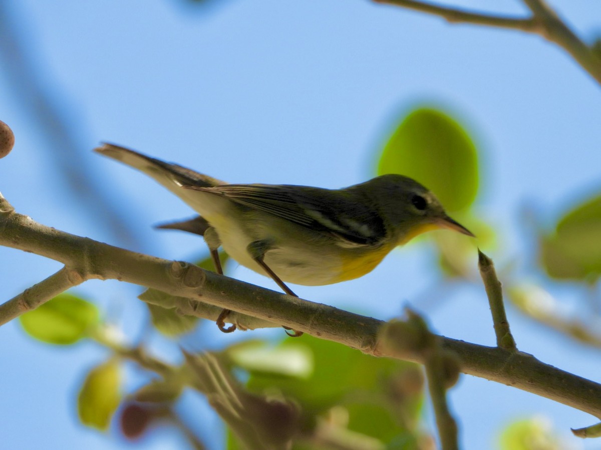 Northern Parula - ML647240387