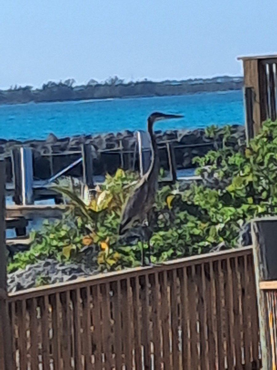 Чапля північна - ML647240388