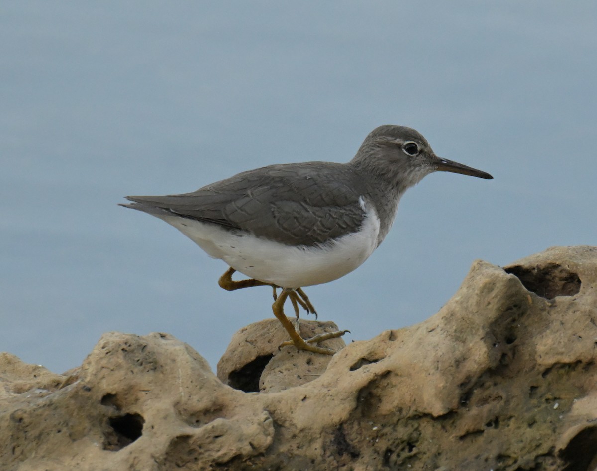 Benekli Düdükçün - ML647240389