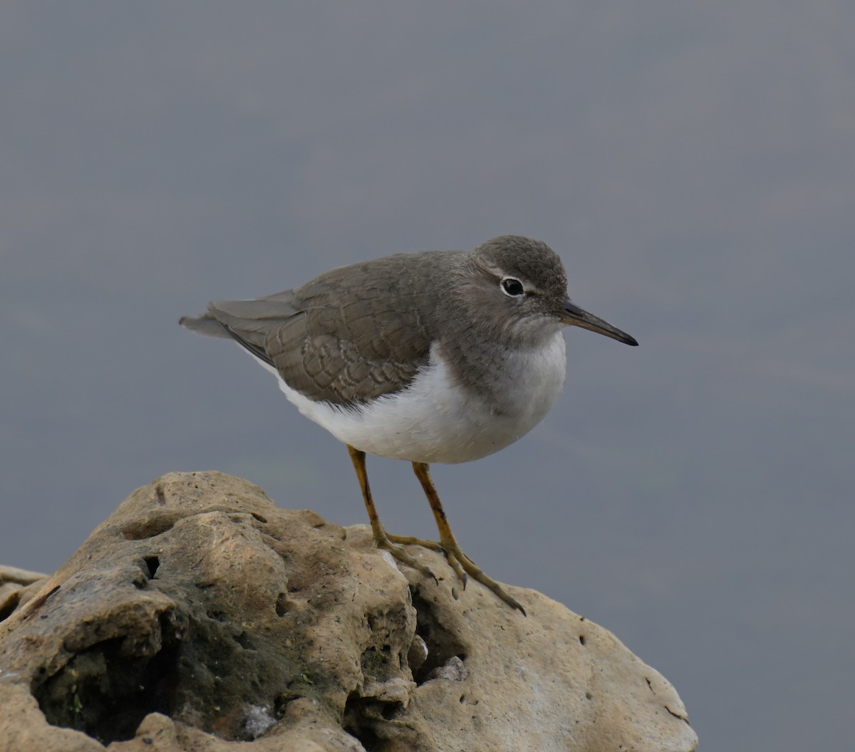 Benekli Düdükçün - ML647240390