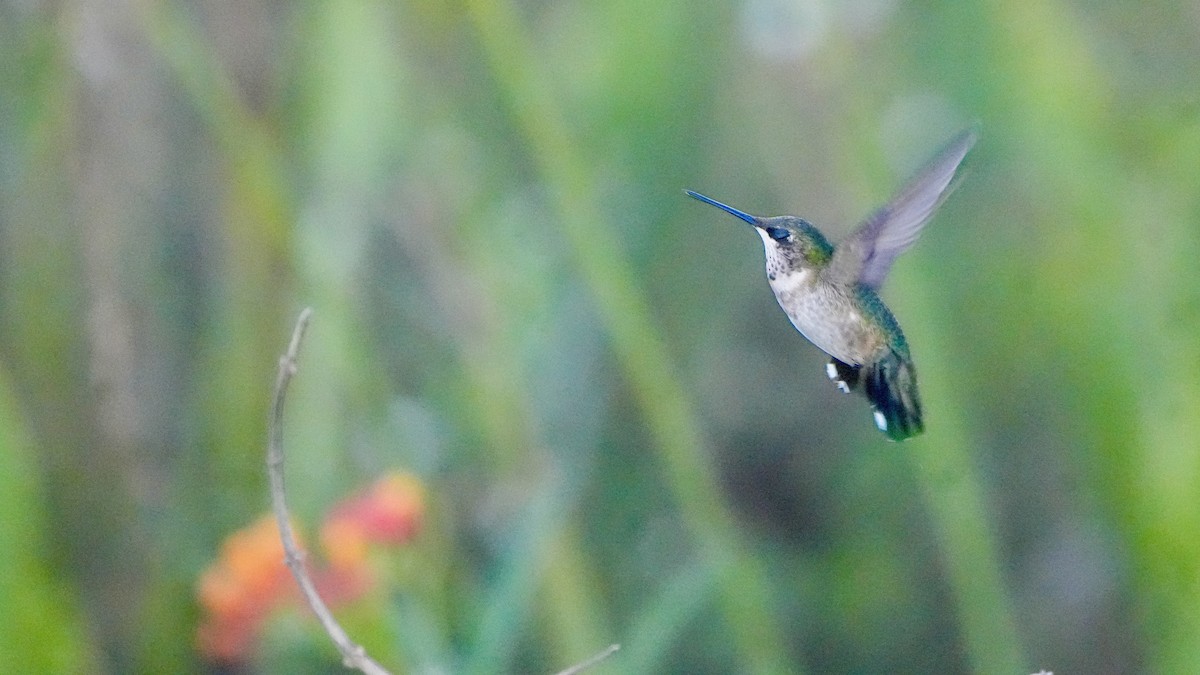 Рубиновогорлый колибри - ML647240397