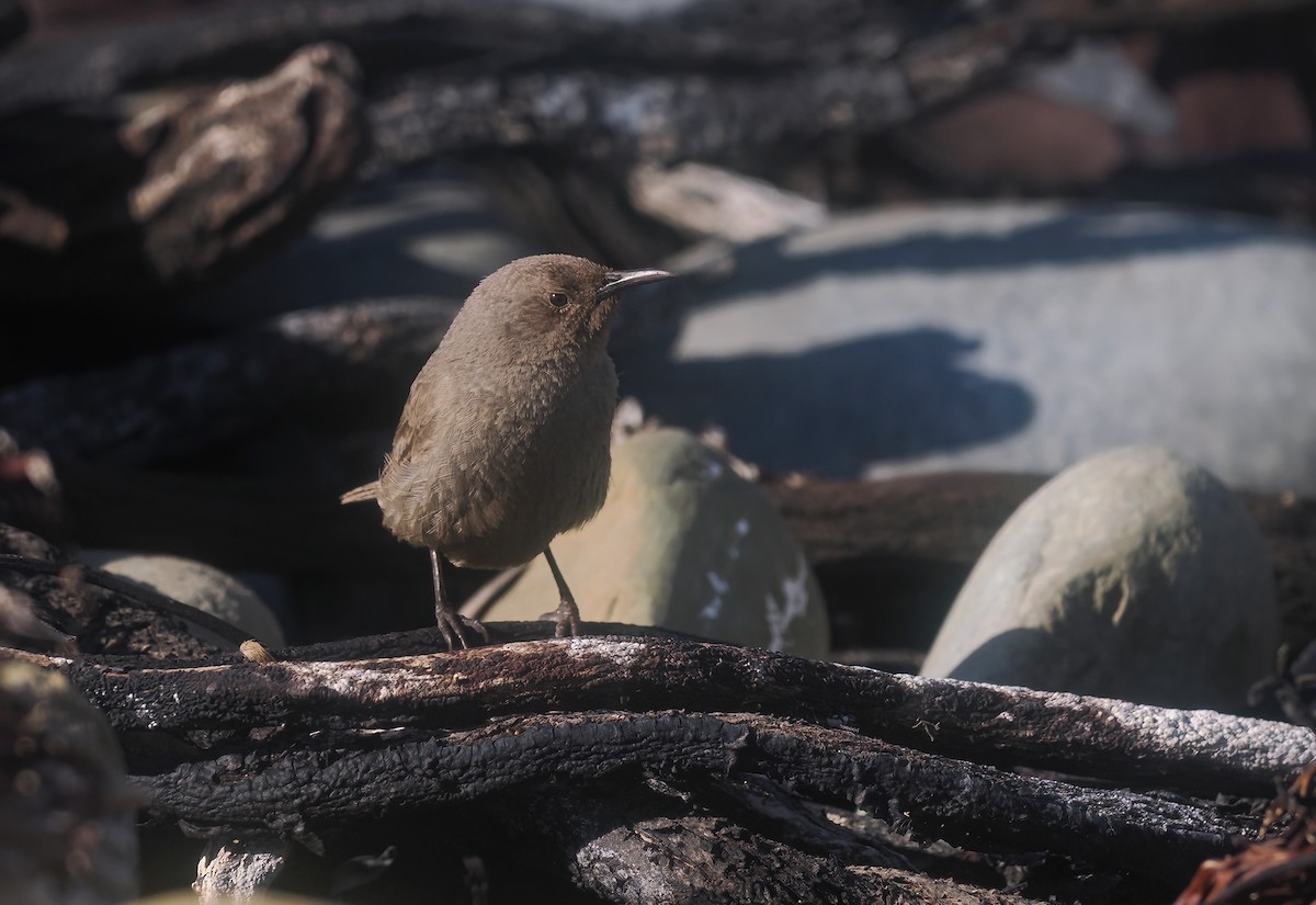 falklandssmett - ML647240401