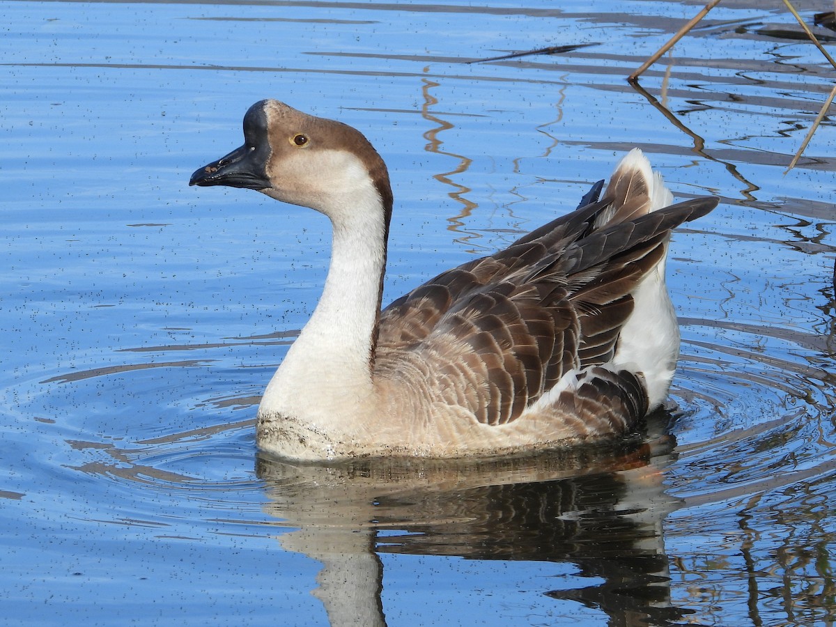 svanegås (domestisert) - ML647240408