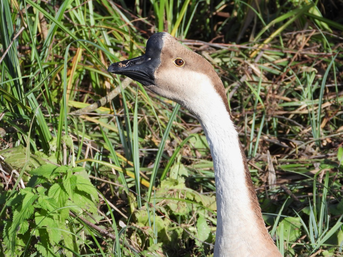 svanegås (domestisert) - ML647240409