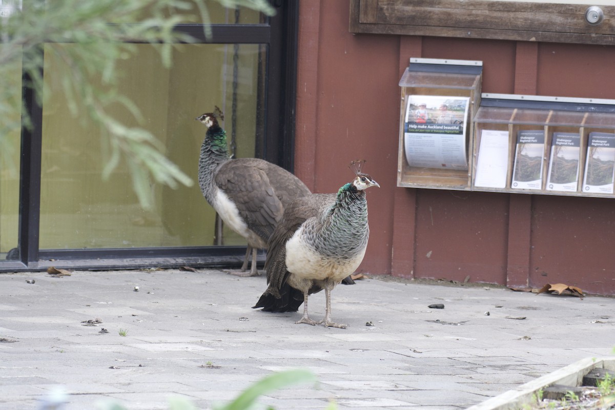 Indian Peafowl - Ben Davis