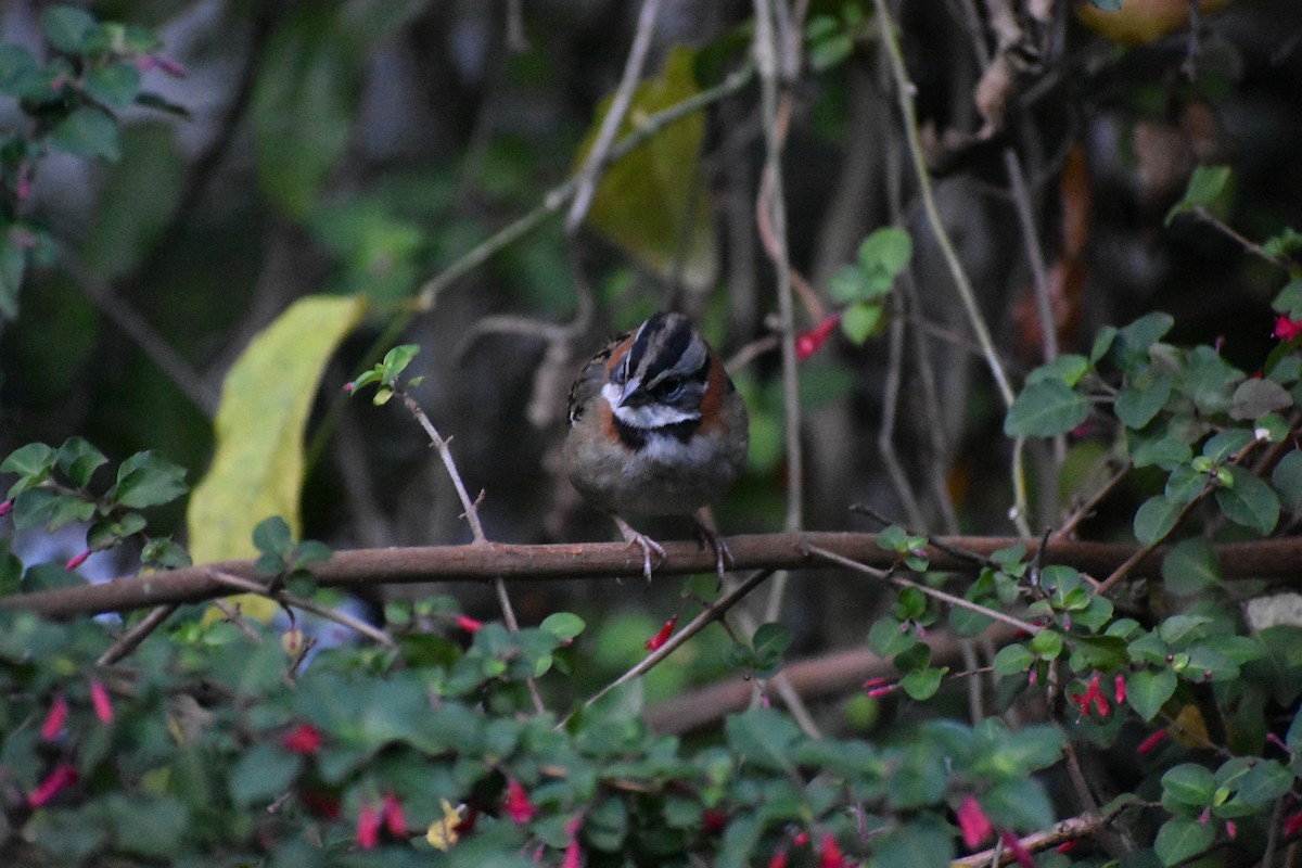 rustkragespurv - ML647240422