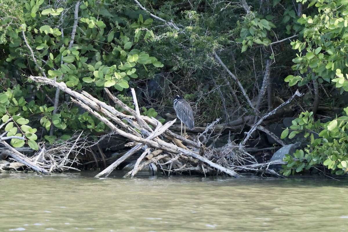 gulkronehegre - ML647240424