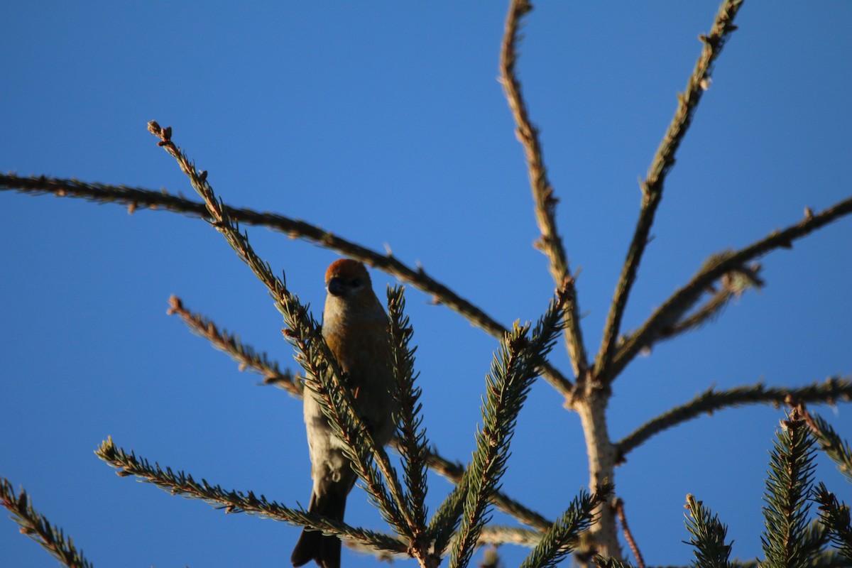 konglebit - ML647240427