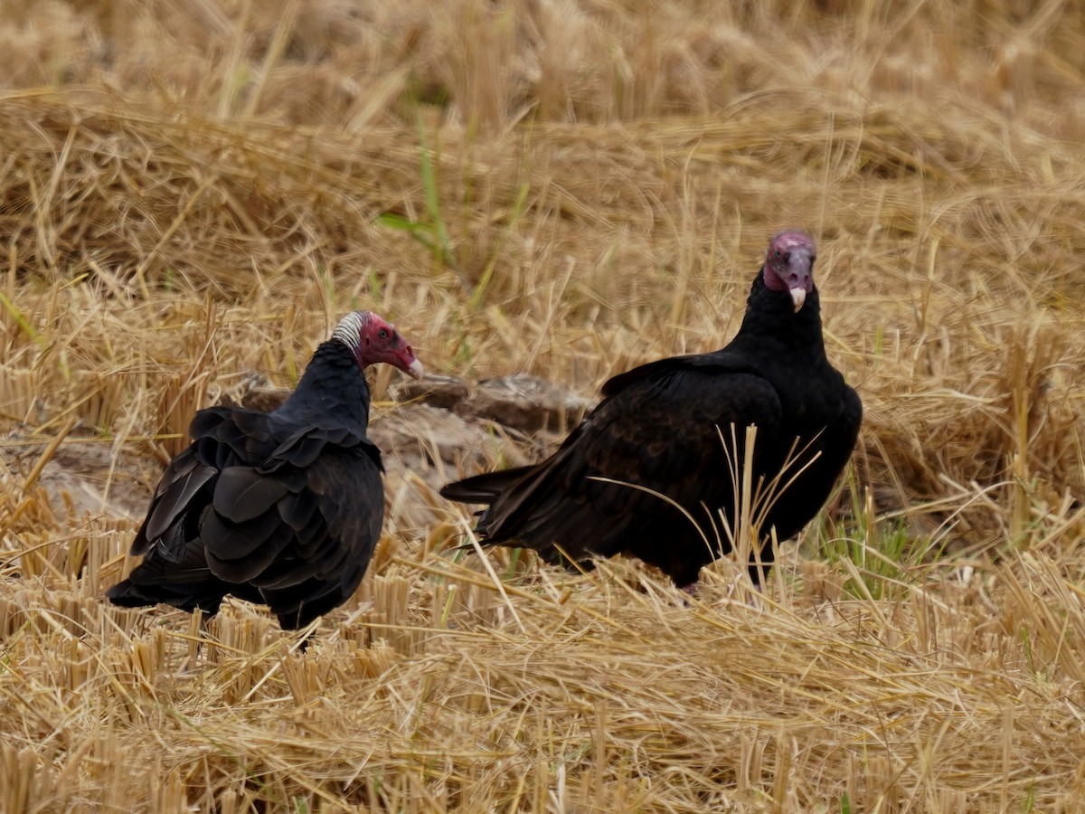 kalkunkondor - ML647240429