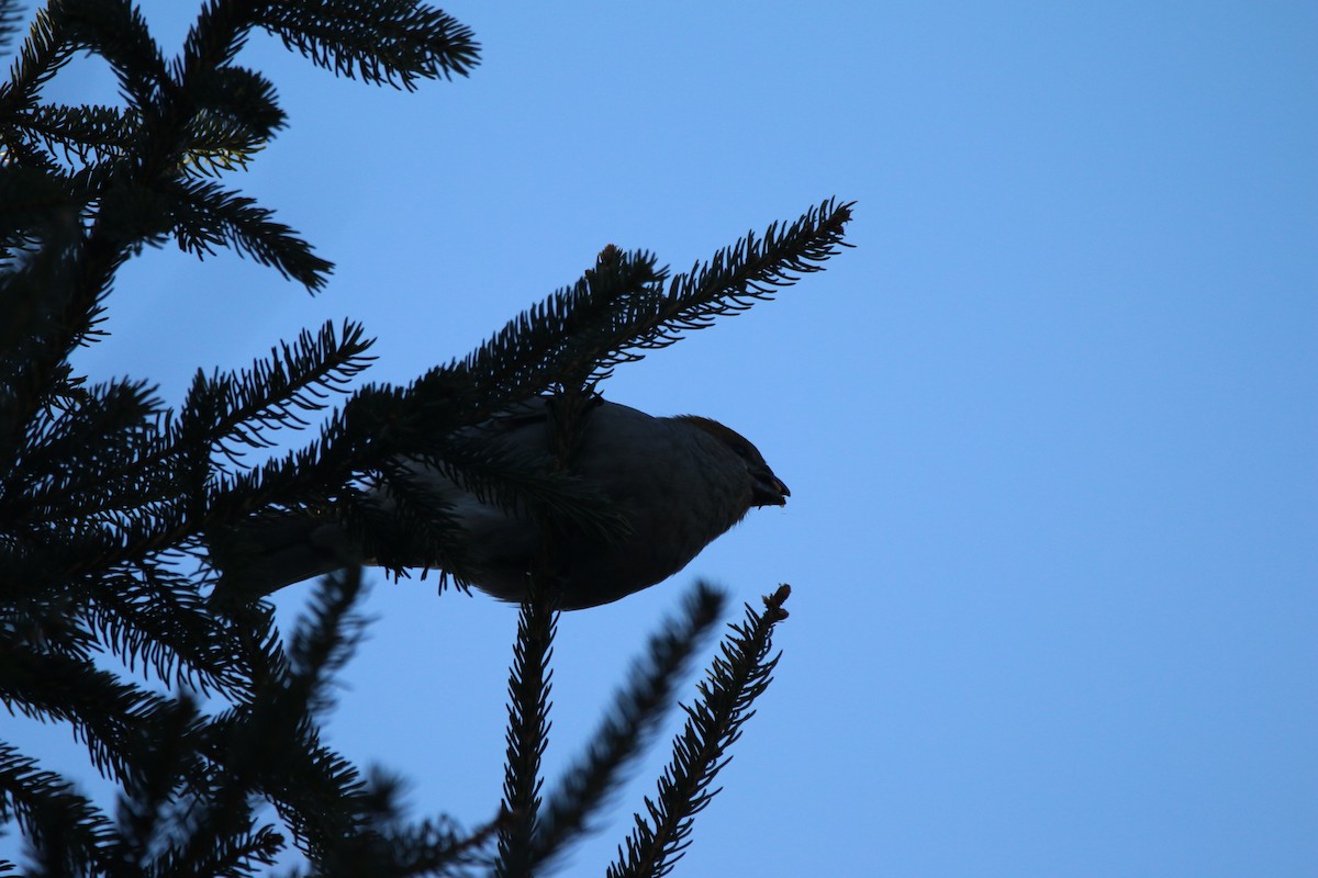 konglebit - ML647240430