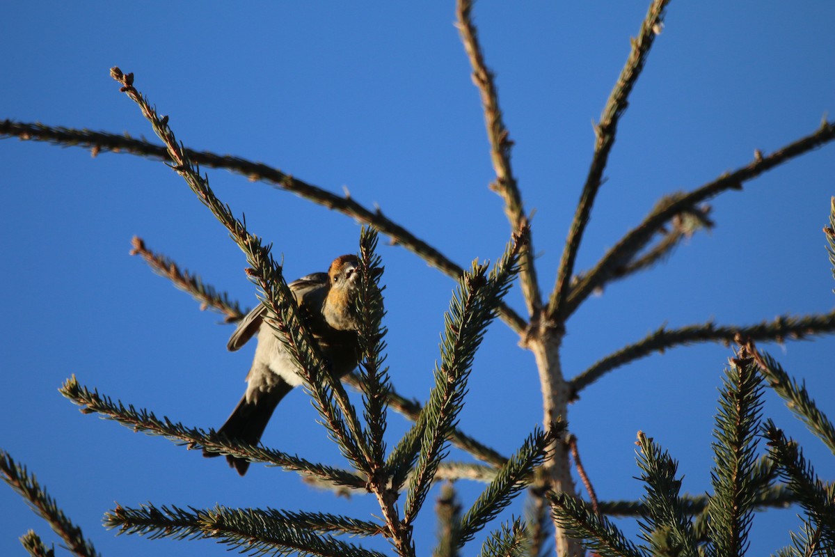 konglebit - ML647240432