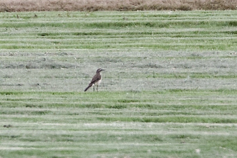 østgulerle - ML647240433