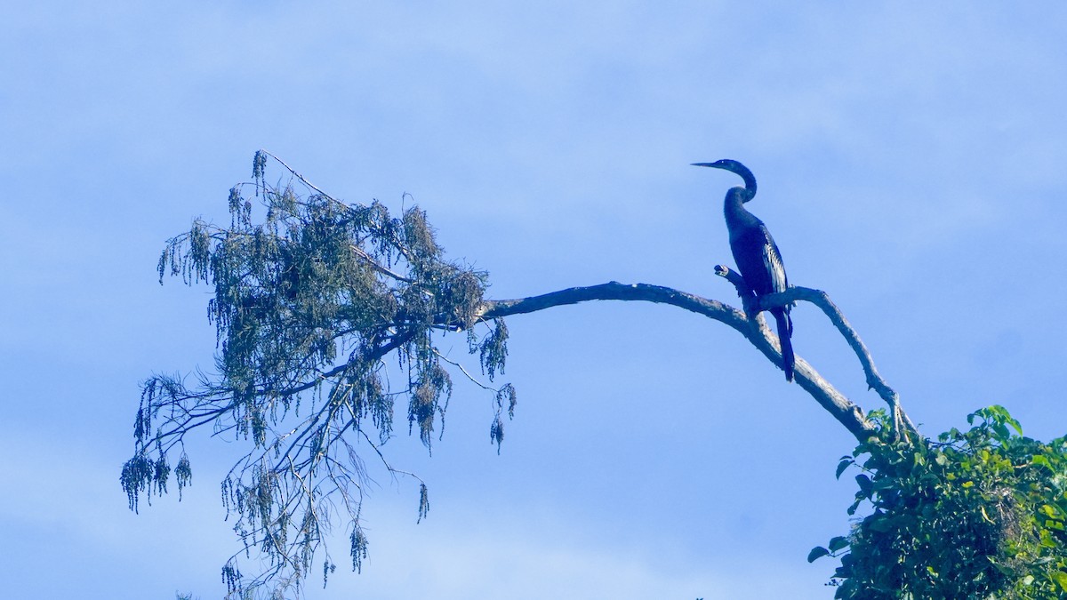 amerikaslangehals - ML647240454