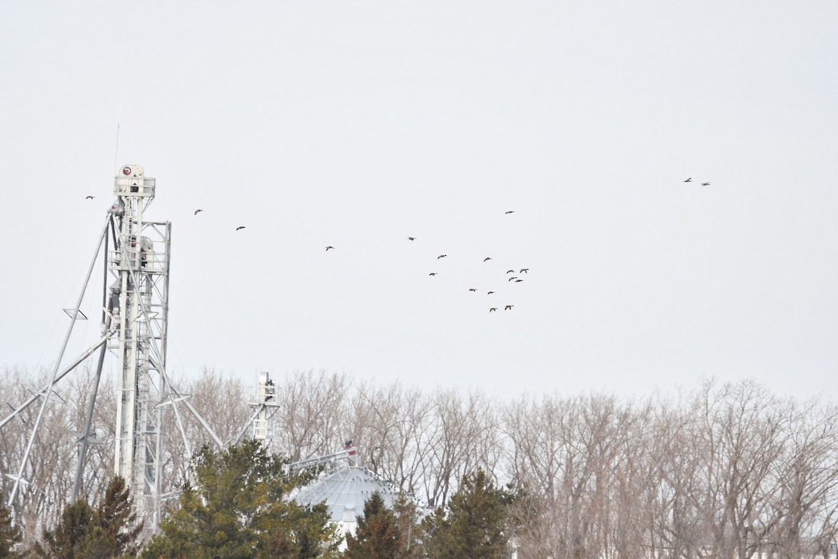 stokkand - ML647240457