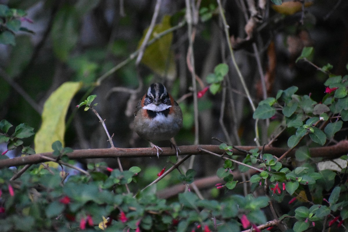 rustkragespurv - ML647240466