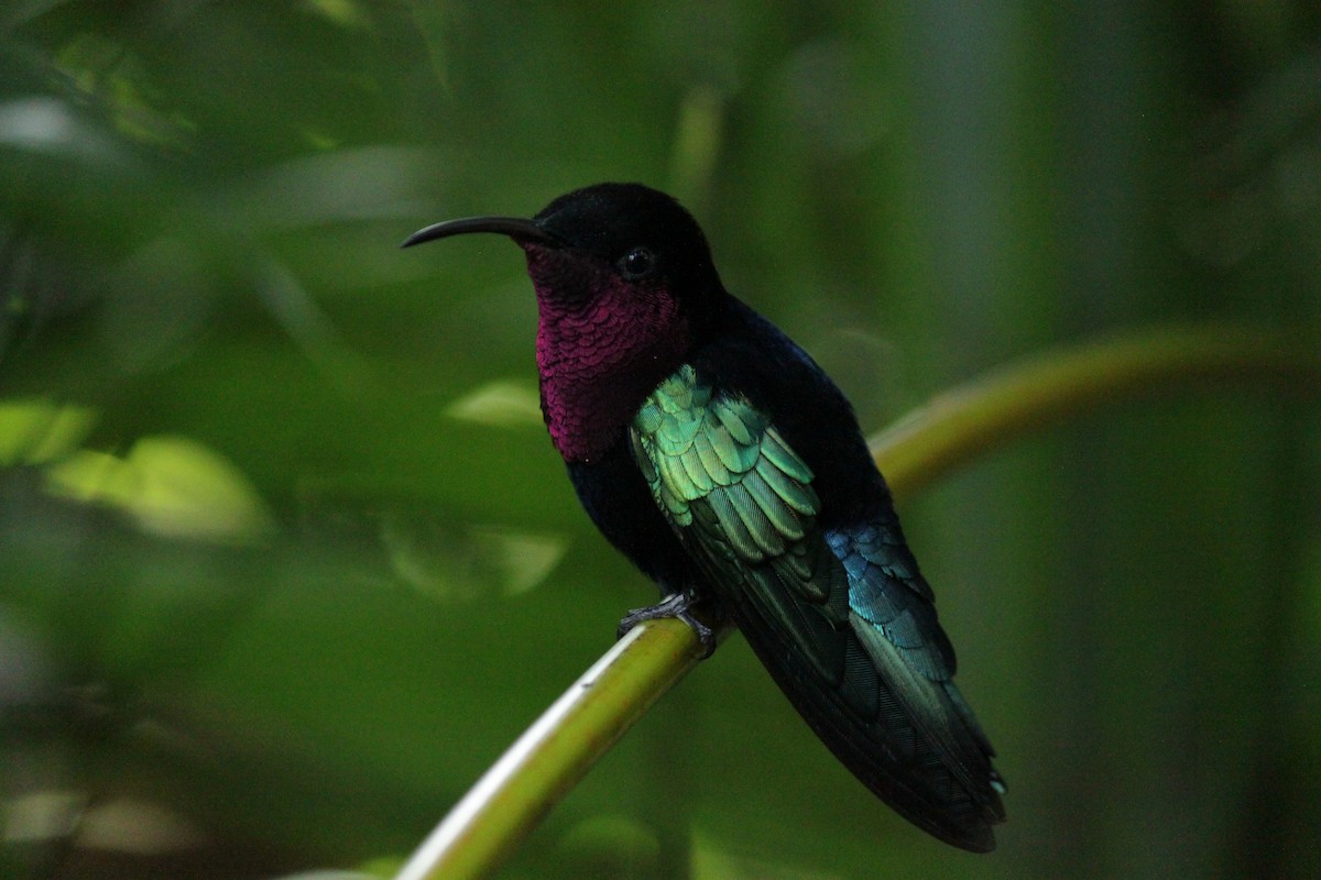 purpurkarib - ML647240467