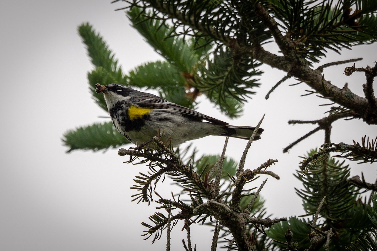 myrteparula - ML647240469