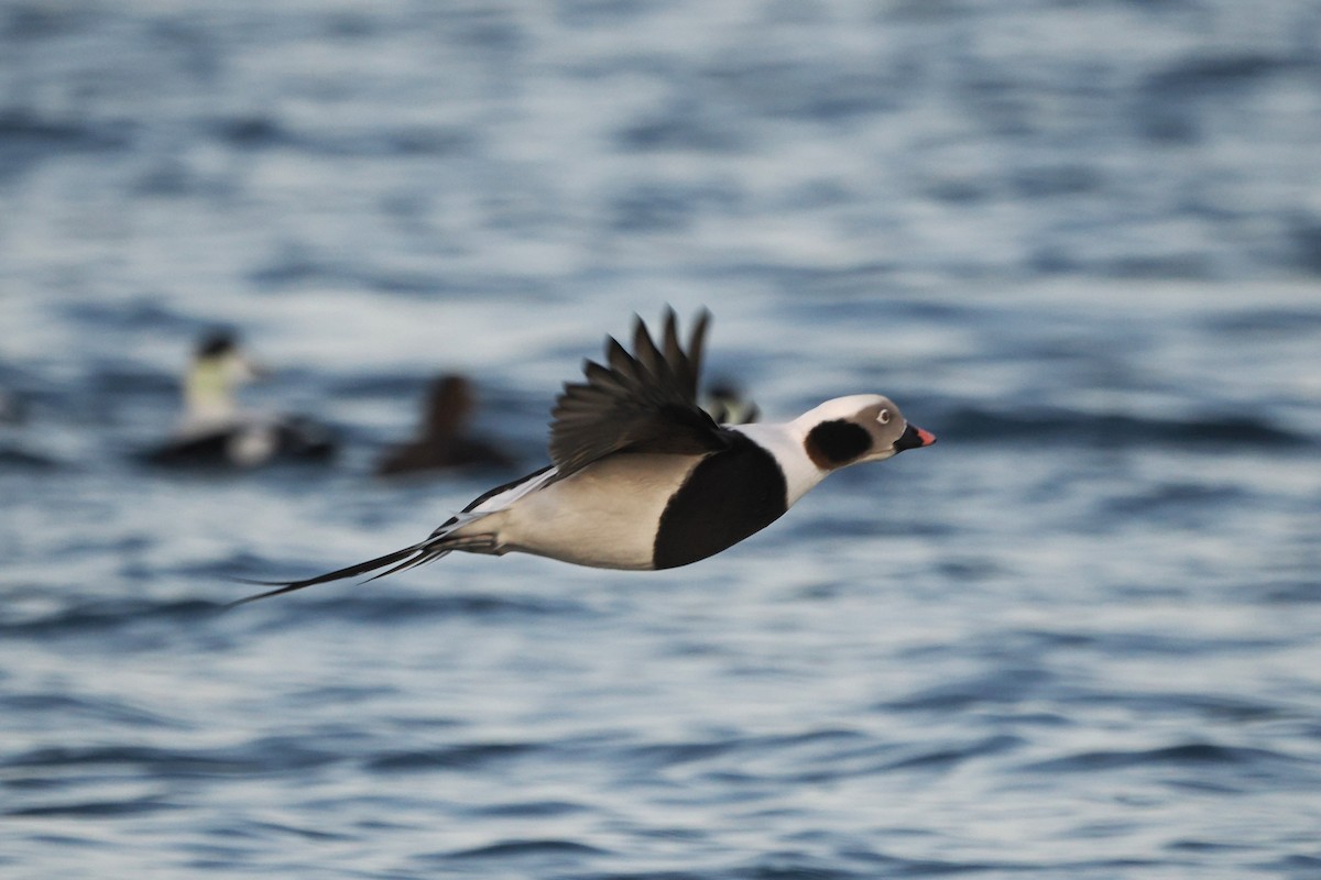 havelle - ML647240470