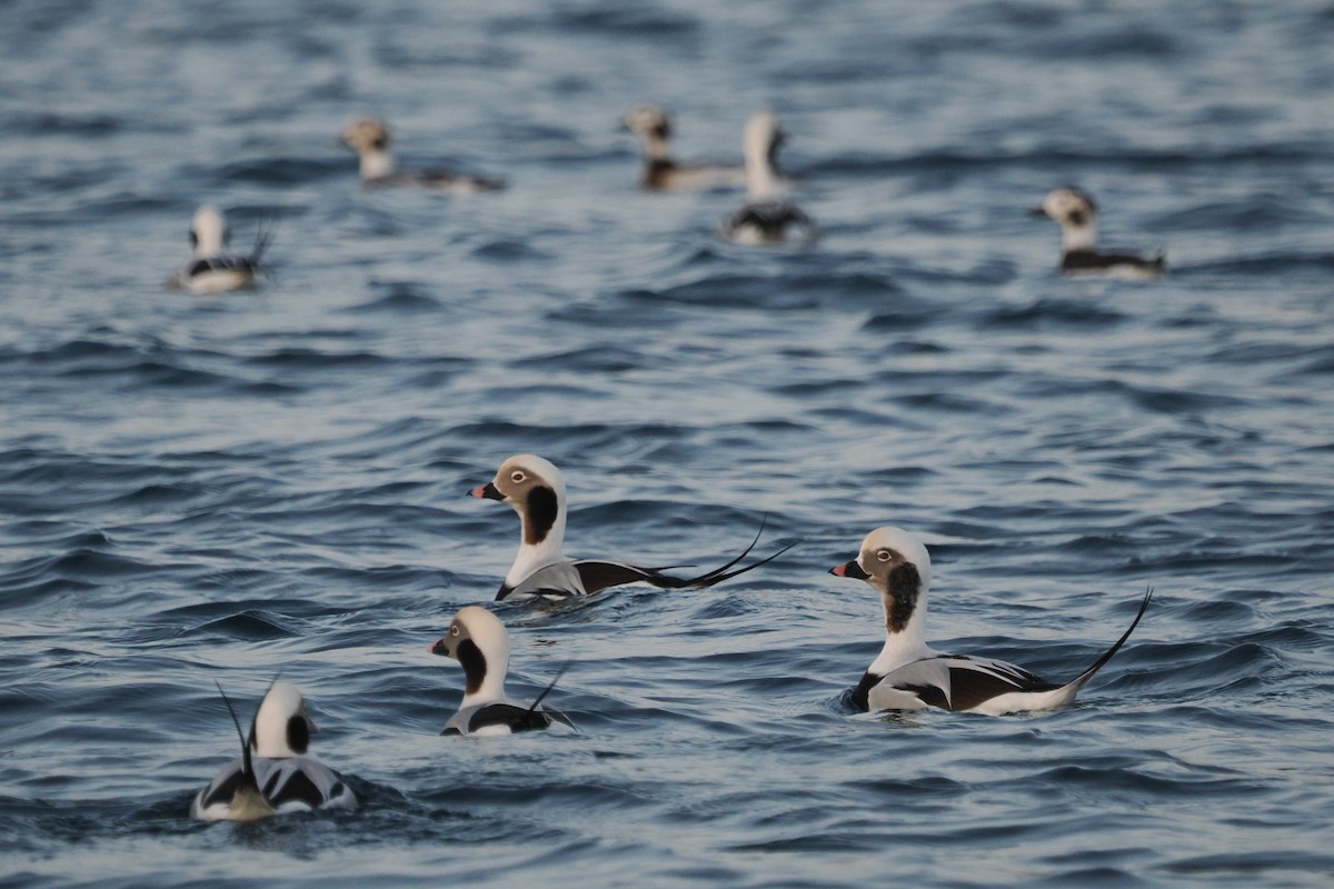 havelle - ML647240471