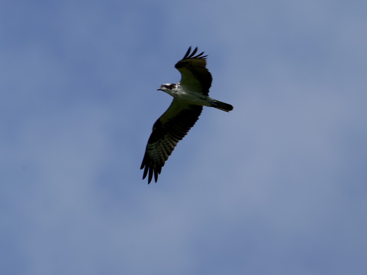 fiskeørn - ML647240472