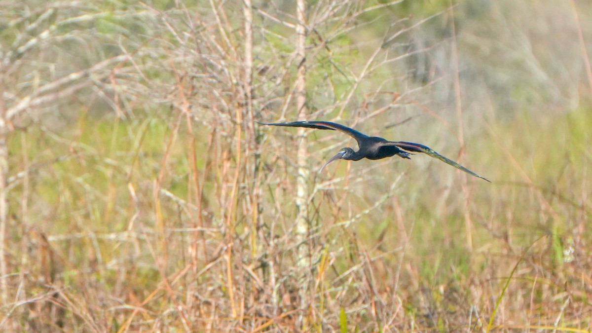 bronseibis - ML647240473