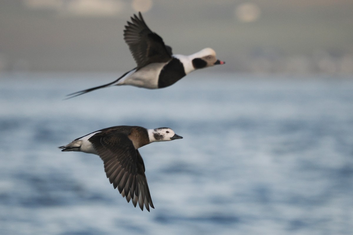 havelle - ML647240475