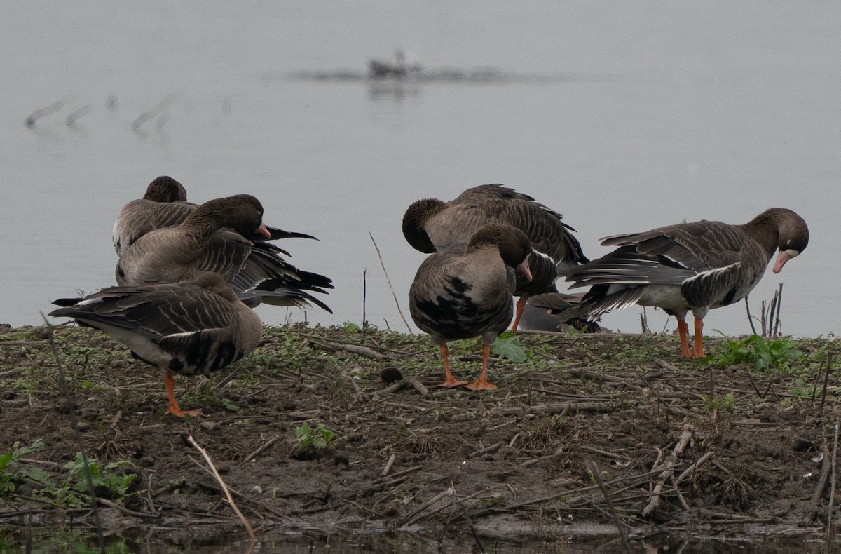 tundragås - ML647240476