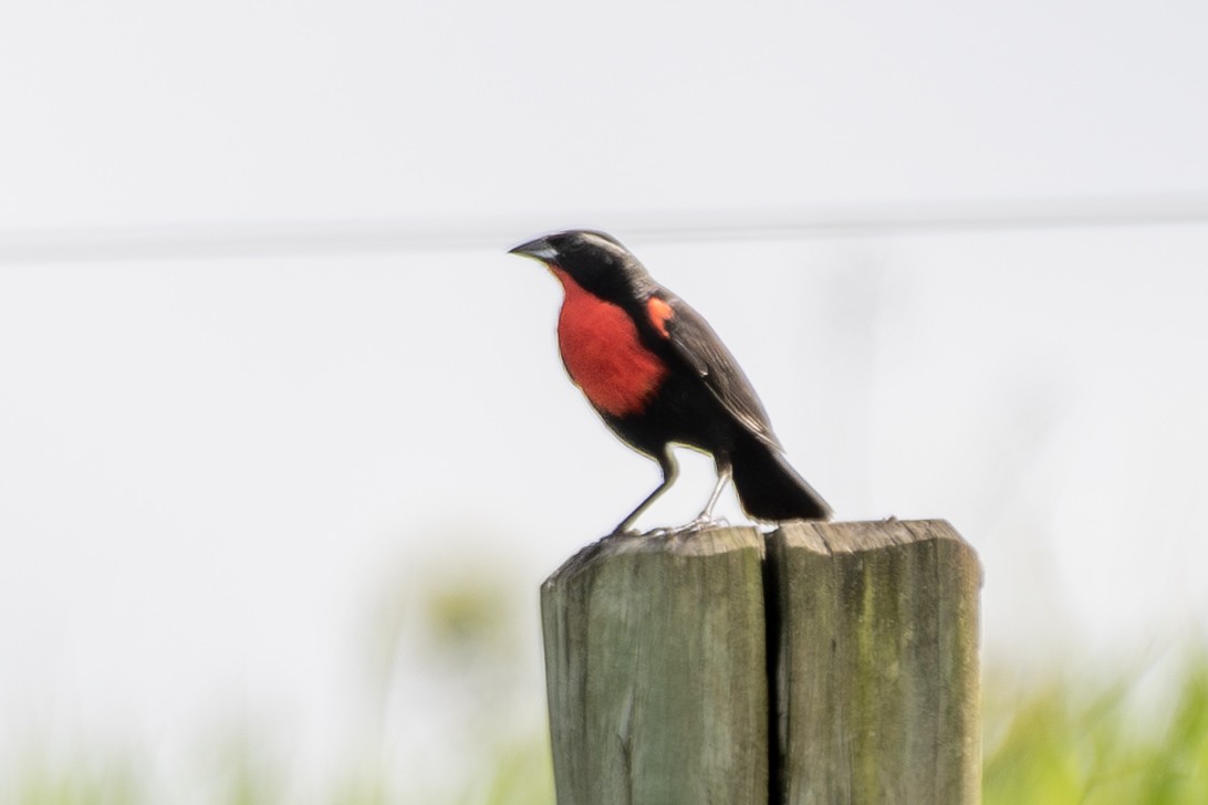 hvitbrynlerketrupial - ML647240477