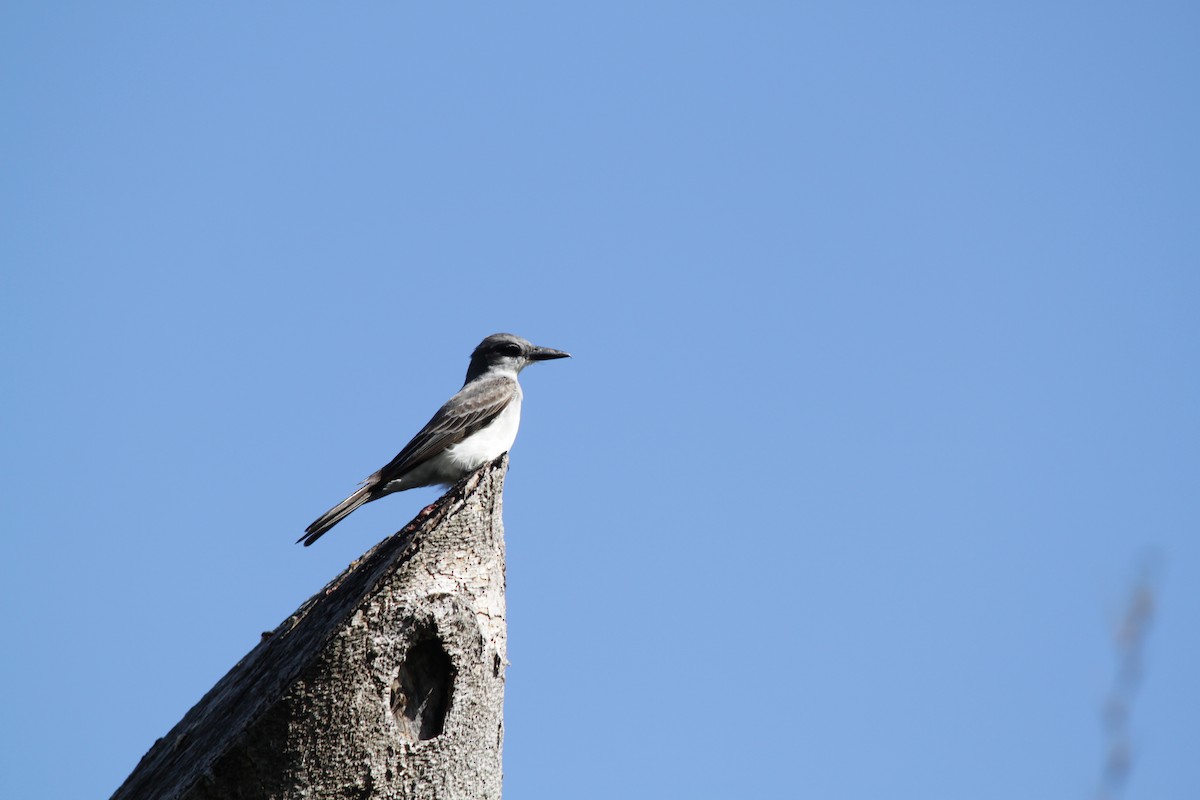 gråkongetyrann - ML647240478