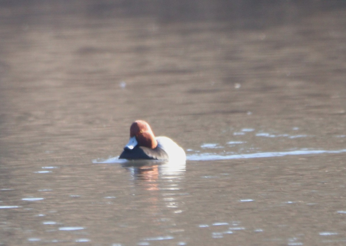 kobberhodeand - ML647240481