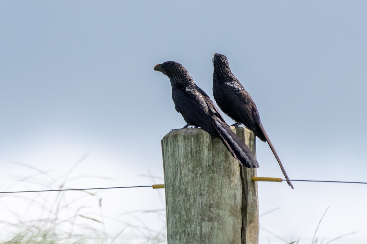 Smooth-billed Ani - ML647240491
