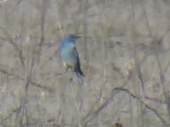 Mountain Bluebird - ML647240493