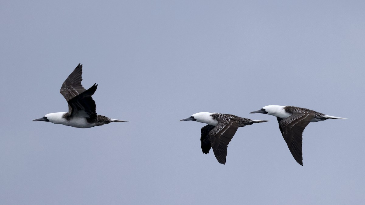 Peruvian Booby - ML647240507