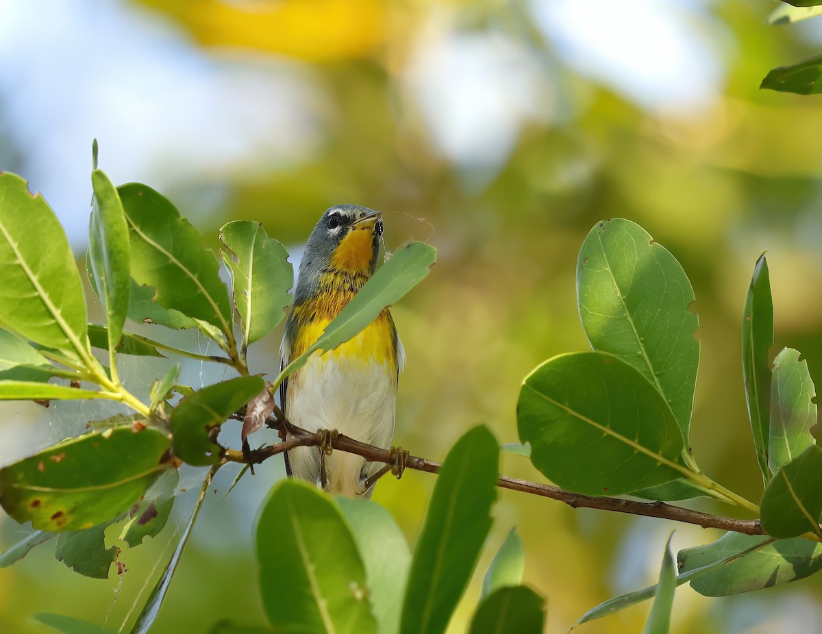 Northern Parula - ML647240509