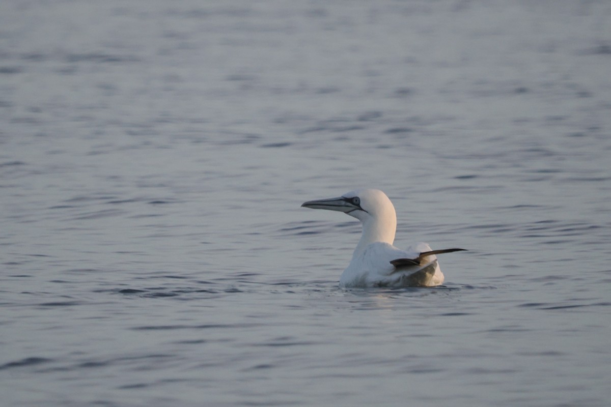 סולה מצויה - ML647240510