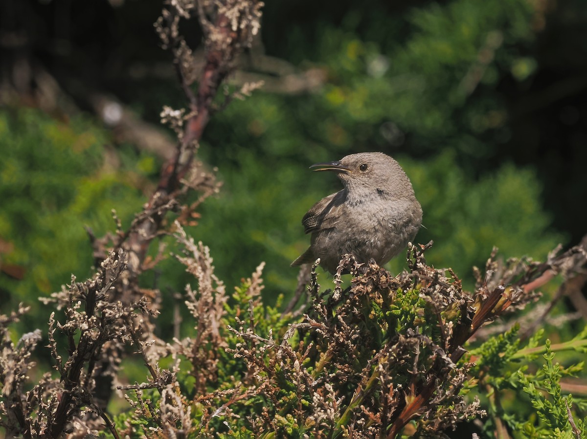 falklandssmett - ML647240515