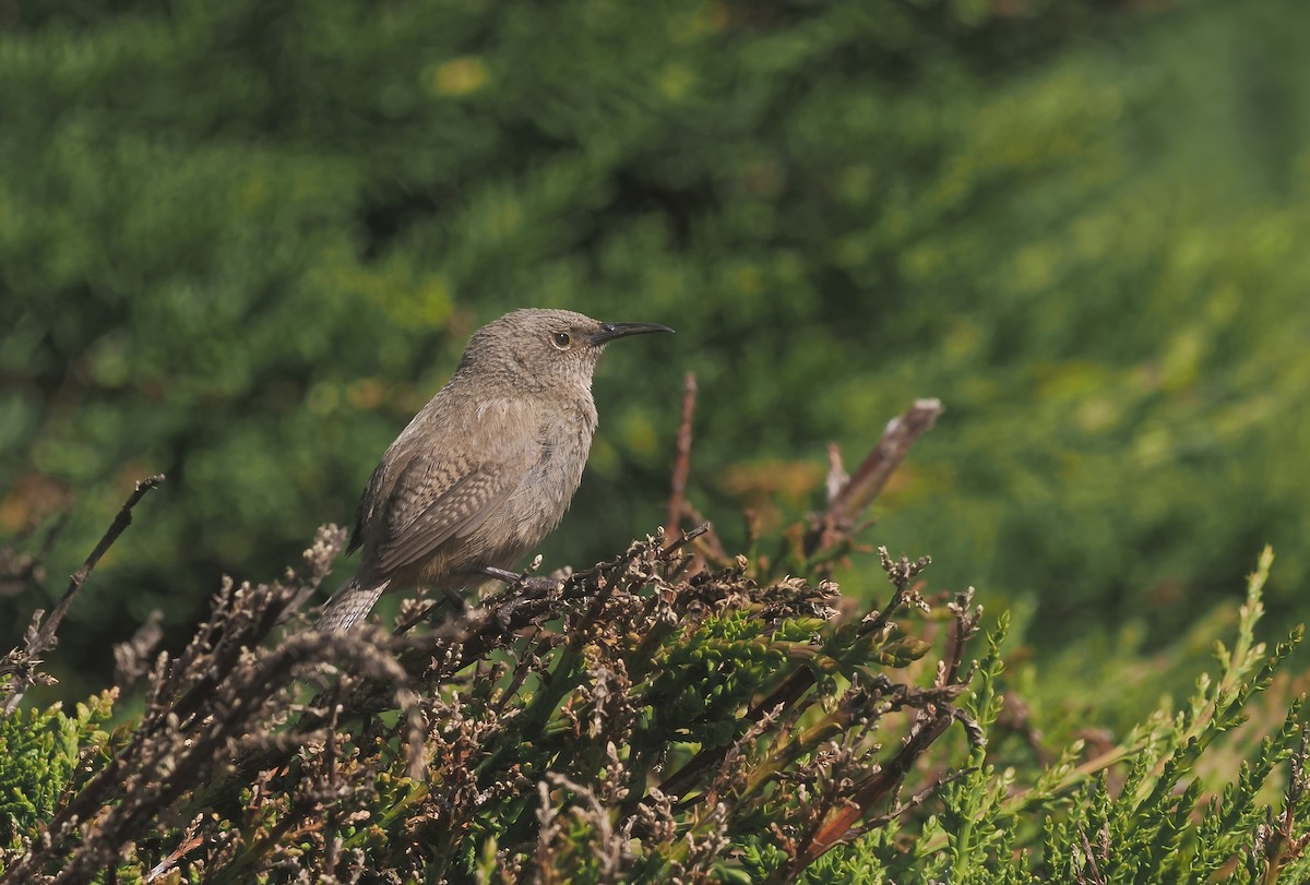 falklandssmett - ML647240531