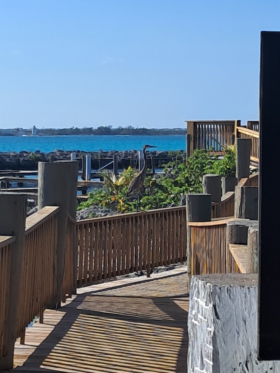 Чапля північна - ML647240532