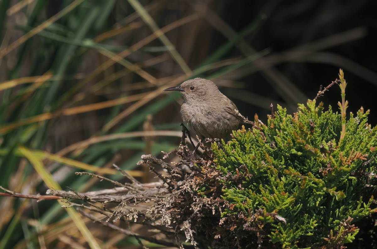 falklandssmett - ML647240558