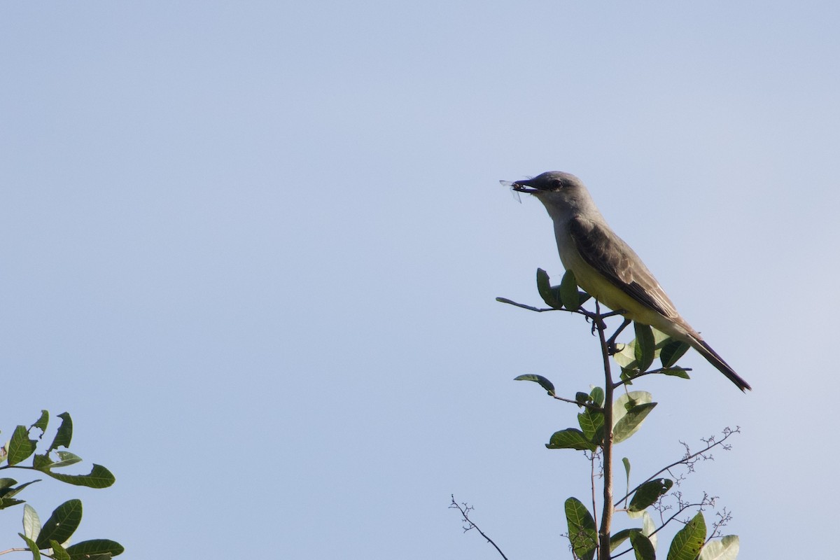 Western Kingbird - ML647240563