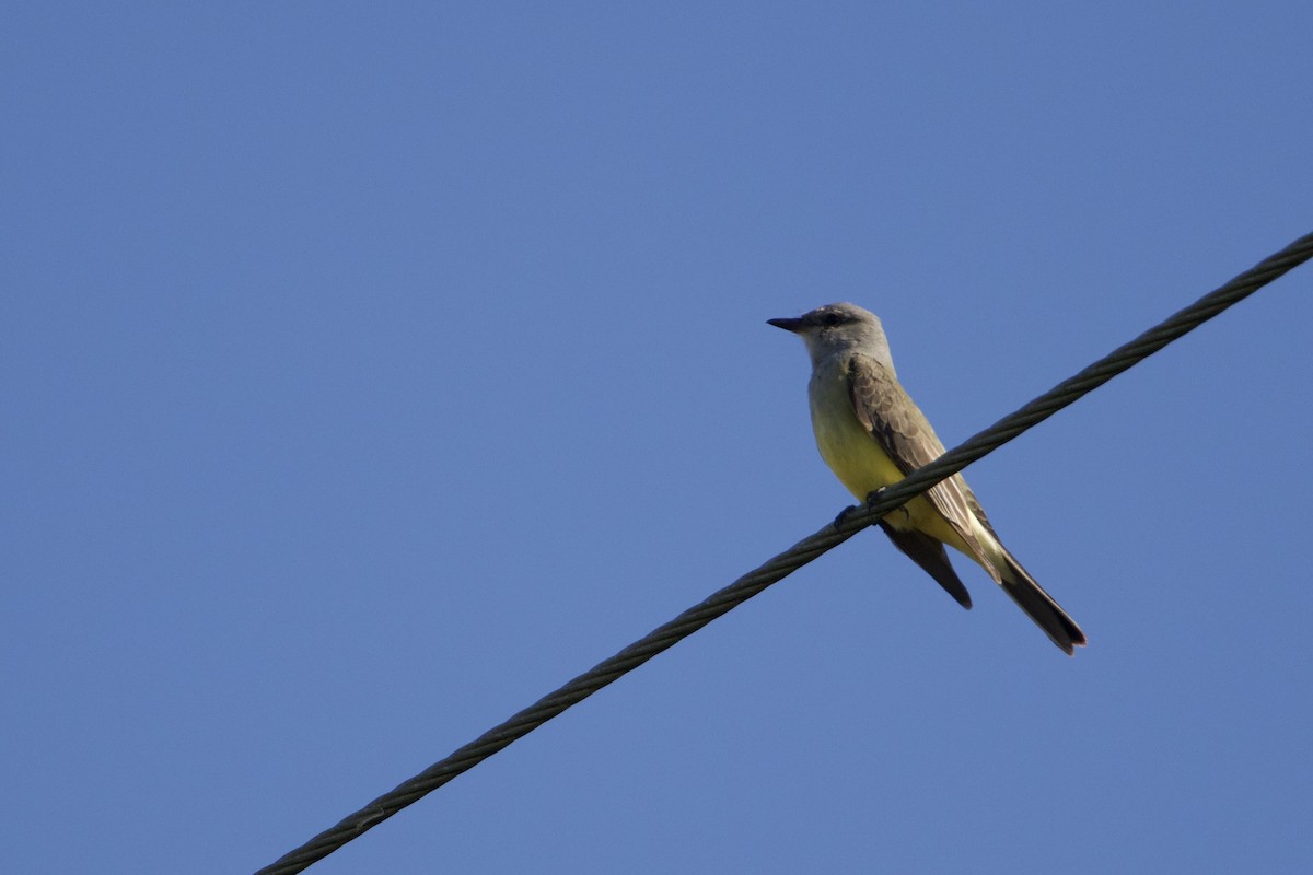 Western Kingbird - ML647240564