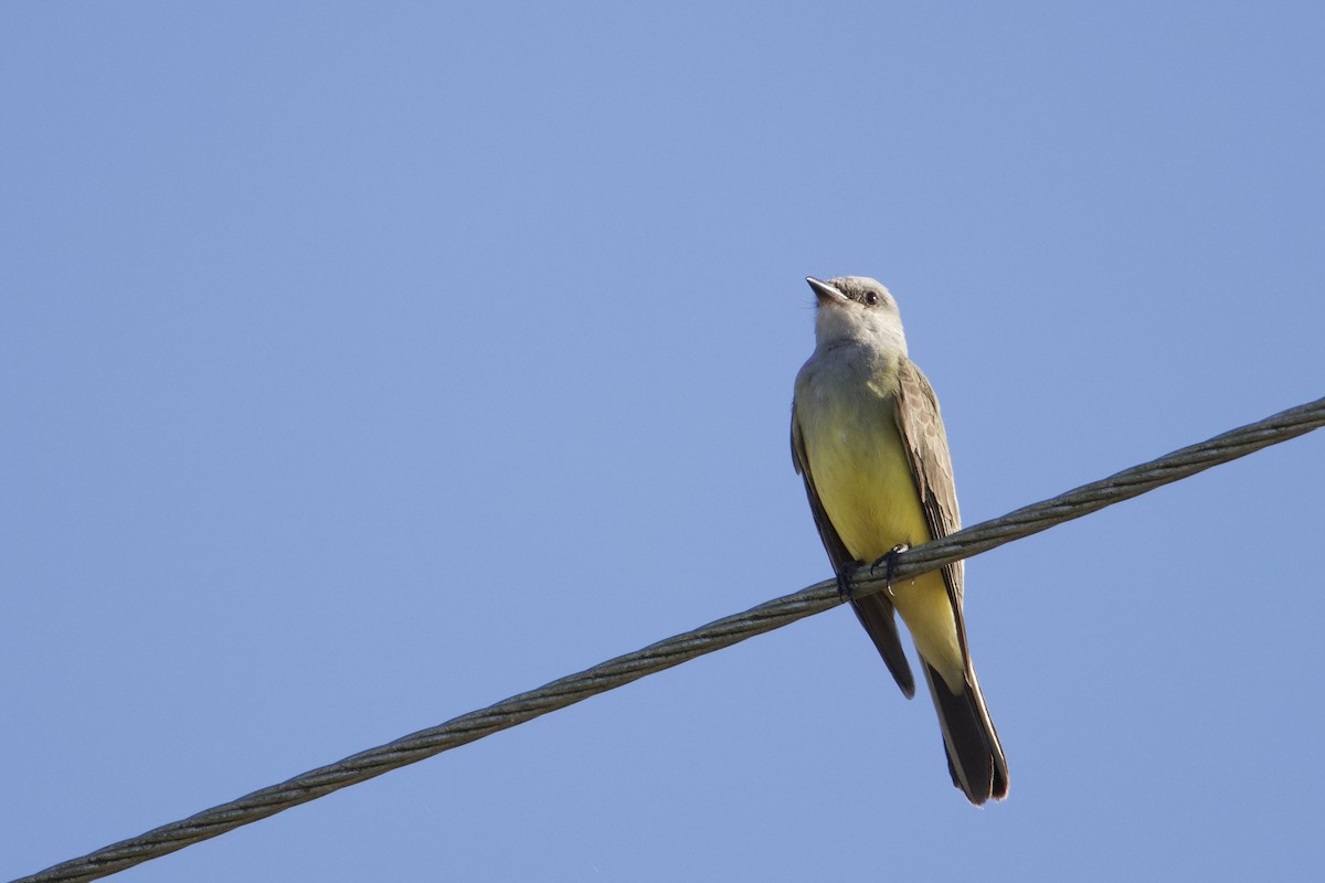 Western Kingbird - ML647240565