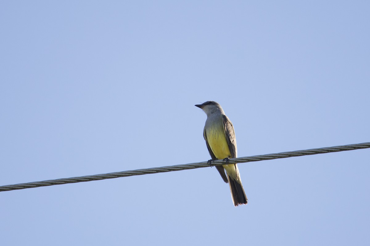 Western Kingbird - ML647240566