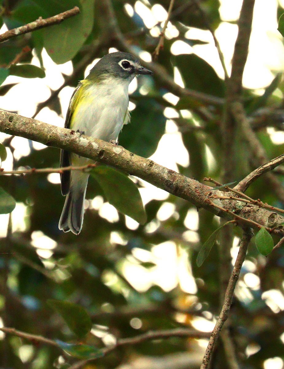 フタスジモズモドキ - ML647240569