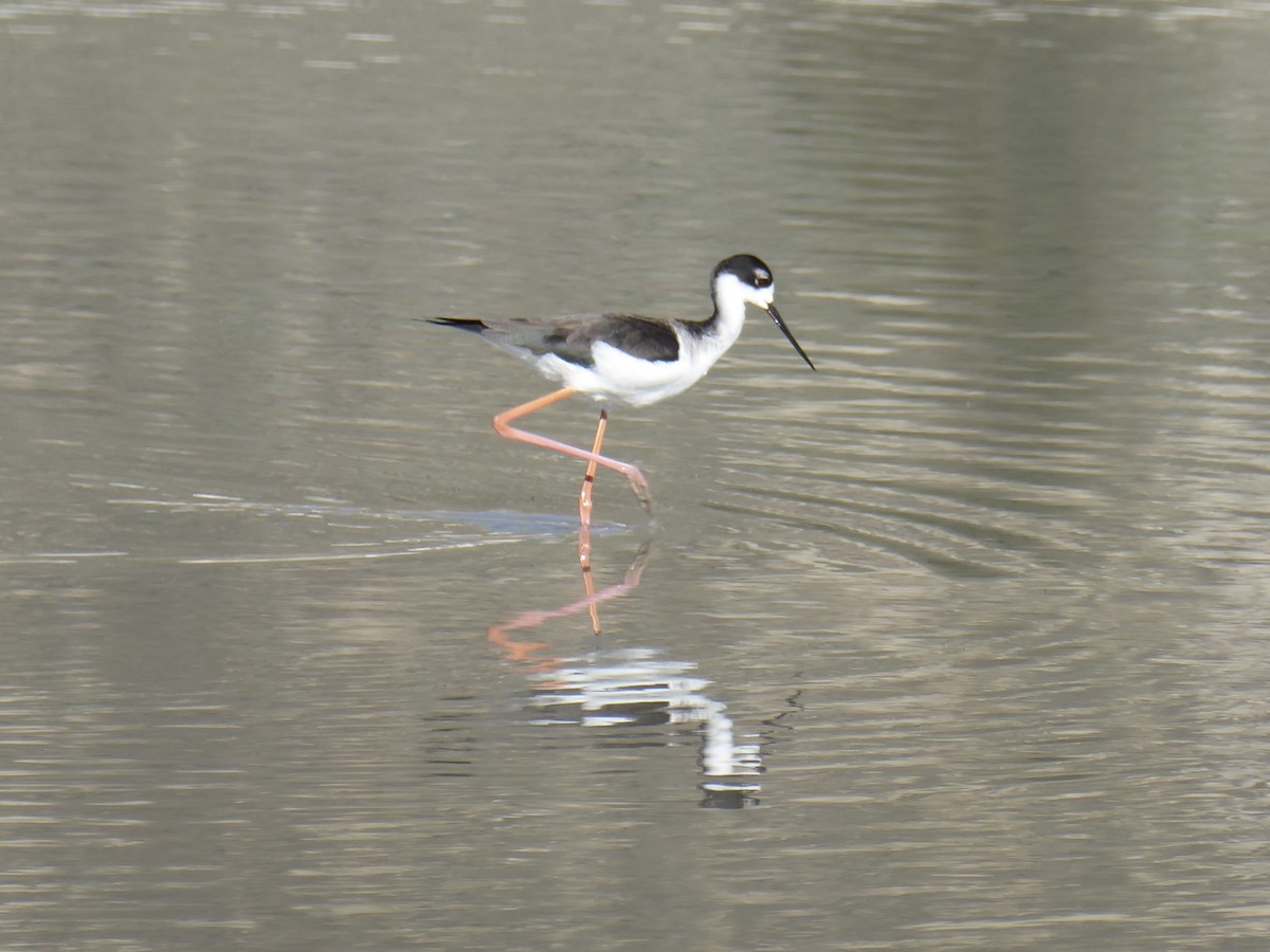 Black-necked Stilt - ML647240574